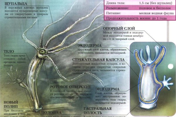 Kraken whitenet