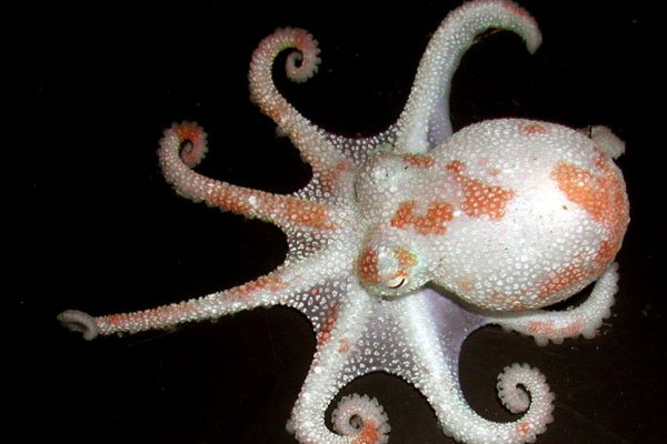 Kraken супернет что это