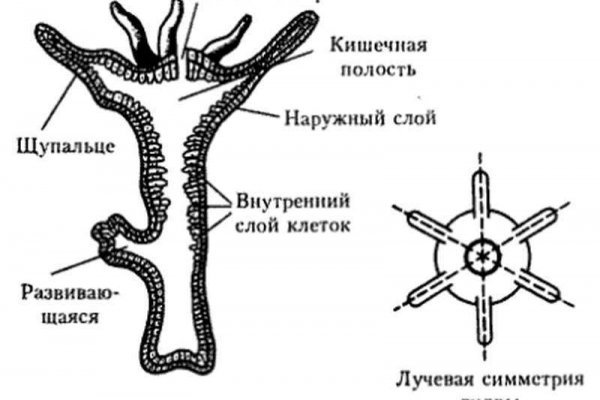 Кракен клир
