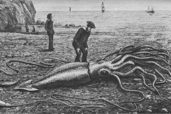 Kraken ссылка kraken torion