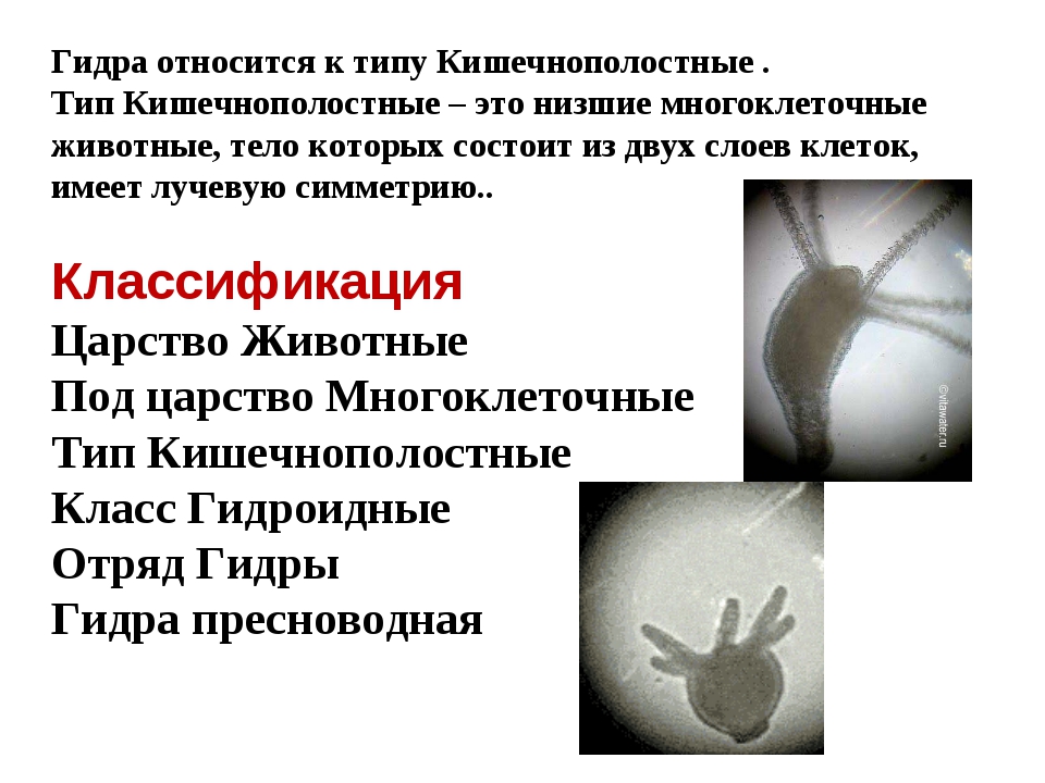 Кракен купить порошок