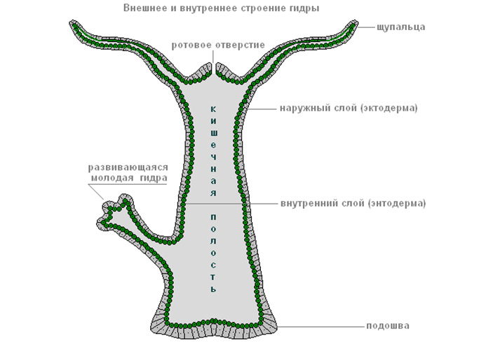 Кракен ссылка fo feng crmp ru