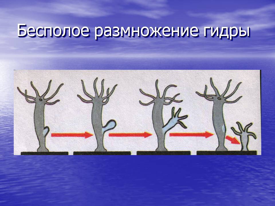 Кракен точка ат